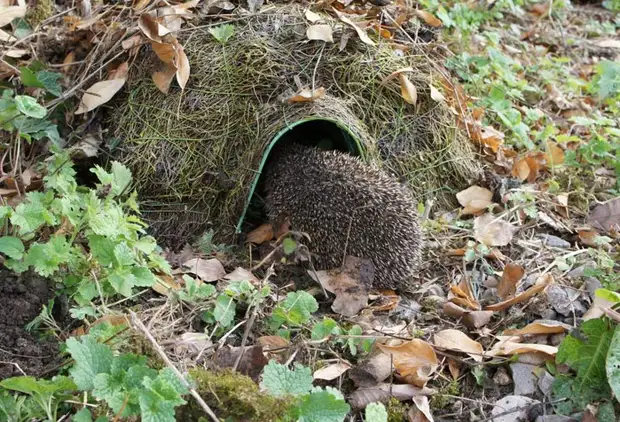 ハリネズミの家を建てる方法：私的庭のための16のアイデア