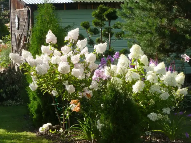 Garden Galina Dyadkina