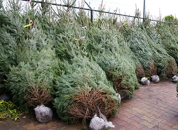 Shopping Albero di Natale, Bazar di Natale