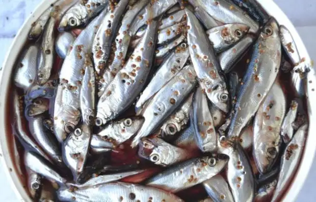 Cent grammes de sprats par minute: comment nettoyer les petits poissons sans difficulté