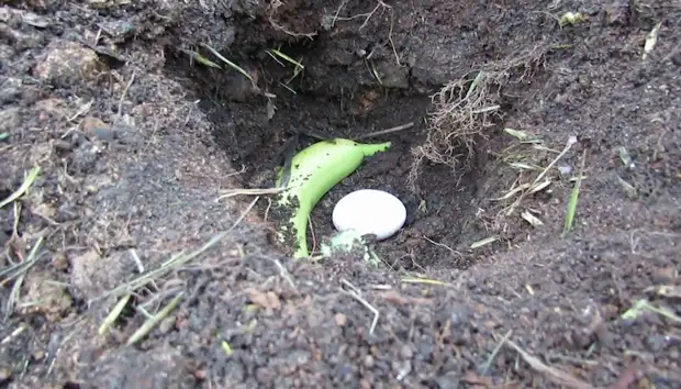 Le blogueur propose d'enterrer la pelure de la banane et la coquille d'œuf plus près du "problème" des parcelles de terre.