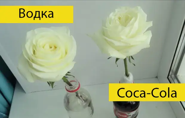 Vodka of Coca-Cola: Russiese blogger het 'n eksperiment gedoen, watter rose sal langer bewaar