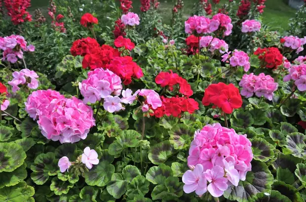 বসন্ত মধ্যে Geranium প্রজনন