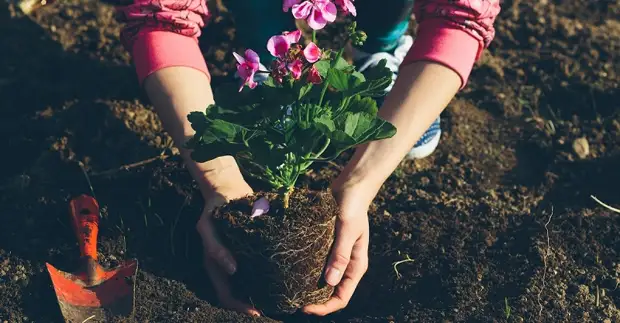 ho tsoala li-cuttings tsa Geranium ka metsing