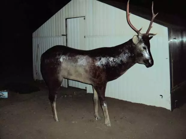 Reindeer gikan sa mga plastik nga botelya