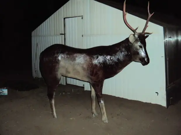 Reindeer saka botol plastik