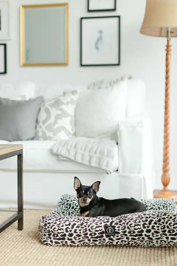 PET v dome: 19 Zaujímavé postele pre domáce zvieratá