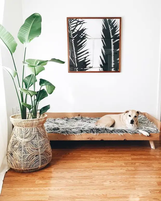 Pet in the house: 19 interesting beds for domestic pets