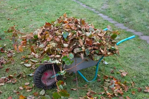 5 Yawancin aikace-aikacen foliage 5 masu amfani a cikin lambu