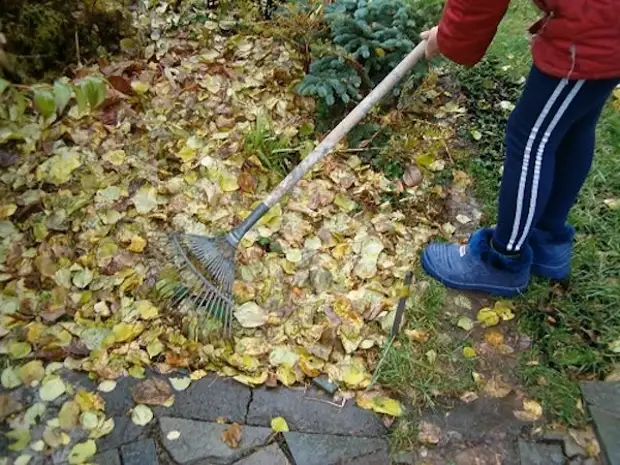 Bagdaky iň peýdaly ýaprak programmalary