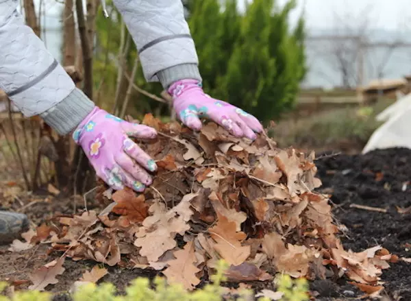 5 most useful foliage applications in the garden