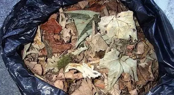 Awọn ohun elo foliage ti o wulo julọ ninu ọgba