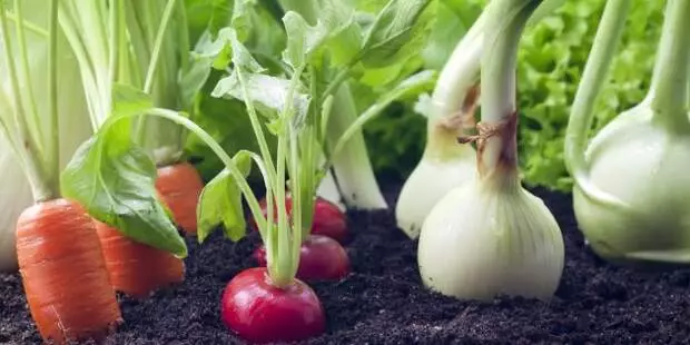 اپارٽمنٽ ۾ ميني باغ: ڀا vegetables ين، گرينز ۽ اڃا به اسٽرابيري ڪيئن وڌندا آهن