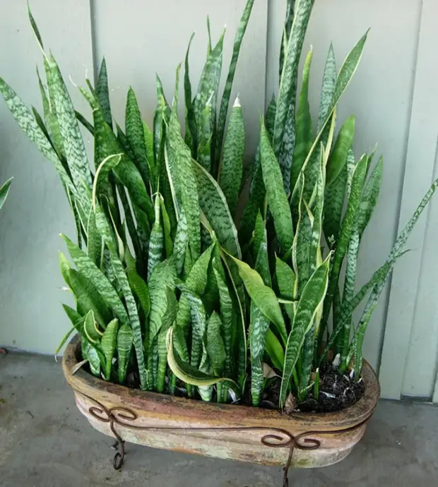 Plantas de interior que pueden ser peligrosas para los humanos.