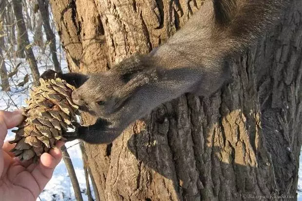 Cedar konuslary - özüňiz ediň