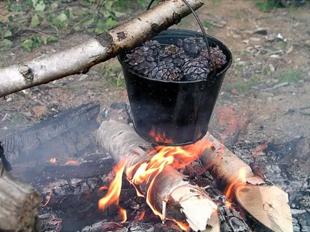 Cedar cones - kacang cedar, alam, tindakake dhewe, tindakake dhewe