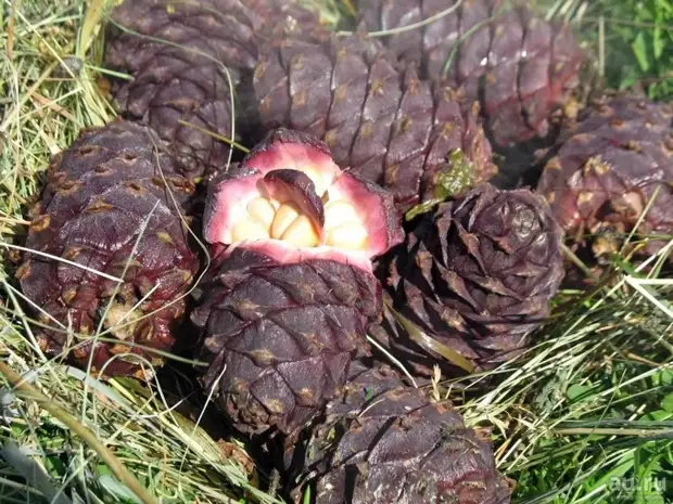 Cedar cones - kacang cedar, alam, tindakake dhewe, tindakake dhewe