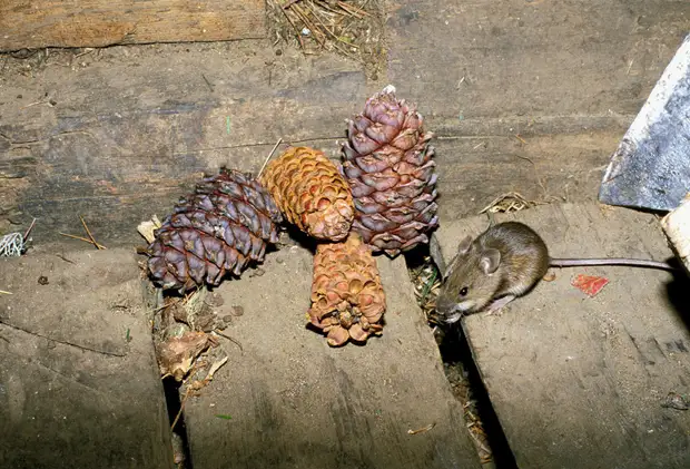 Cedar cones - kacang cedar, alam, tindakake dhewe, tindakake dhewe