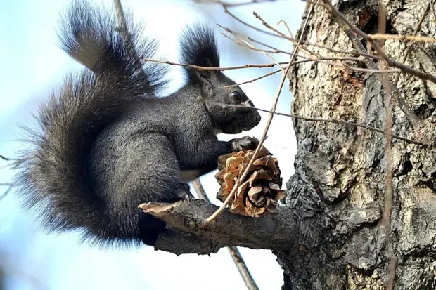 Nón tuyết tùng - Nuts Cedar, thiên nhiên, tự làm, tự làm