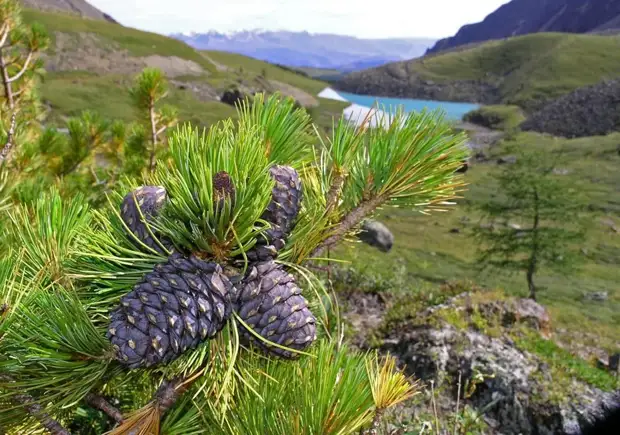 Cedar cones - kacang cedar, alam, tindakake dhewe, tindakake dhewe