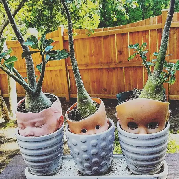 10. Heads of dolls as pots for plants thing, creative, selection, homemade, do it yourself, do, photo