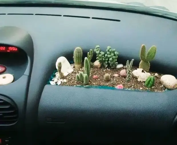 1. Little Garden in the glove compartment thing, creative, selection, homemade, do it yourself, do, photo