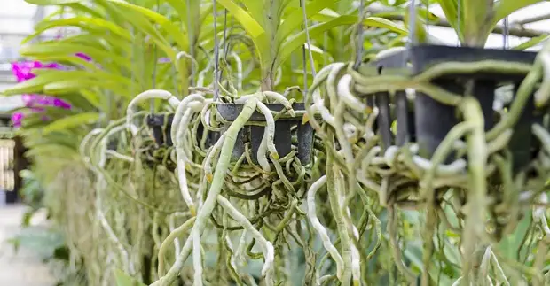 Orquídea raíces de aire - que facer?