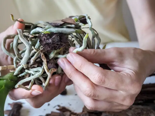 As raíces da orquídea seca