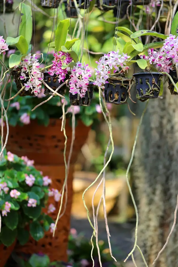 As raíces das brancas da orquídea