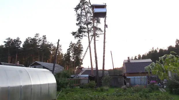 Der Rentner eroberte Kiefern auf der Sektion Nachbarn und baute ein Haus an ihren Tops