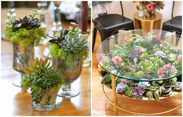 Bii o ṣe le lo succulents ni inu inu: 13 awọn imọran eletan atilẹba akọkọ