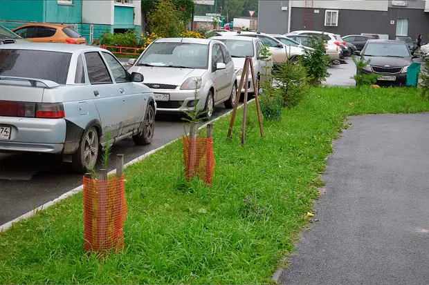 Larch stadich, mar strekt seker oan. Sit se 10 cm poppe. No binne se de helte meter. Foto: Fanút it argyf fan 'e heldepublikaasje