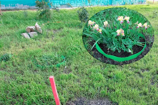 Erba aspirata e primi fiori - è diventato più carino. Foto: dall'archivio della pubblicazione dell'eroe