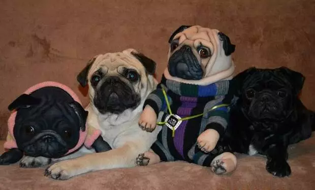 Pugs das medias de Kapron desde Zaporizhia Master