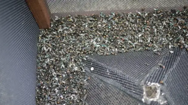 Comment se débarrasser des mouches dans le pays: piège en Australian Mukholovka, mouche, mouches, faites-le vous-même, faites-le vous-même