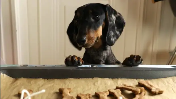 Preparando la delicadeza útil para perros con tus propias manos.