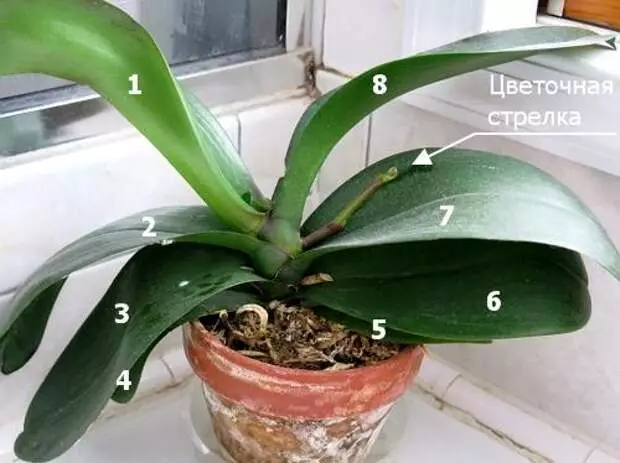 Observe these 9 rules and your orchid will bloom all year round