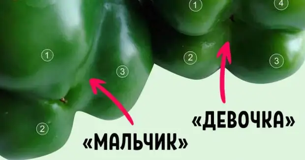 How to choose the Bulgarian pepper