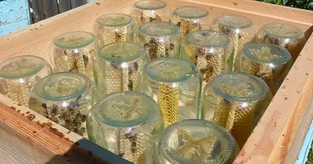 Beekeeper ji bo sêwirana hêsan spas dewletek li ser hingiviyê kir. Ka ew çi kir