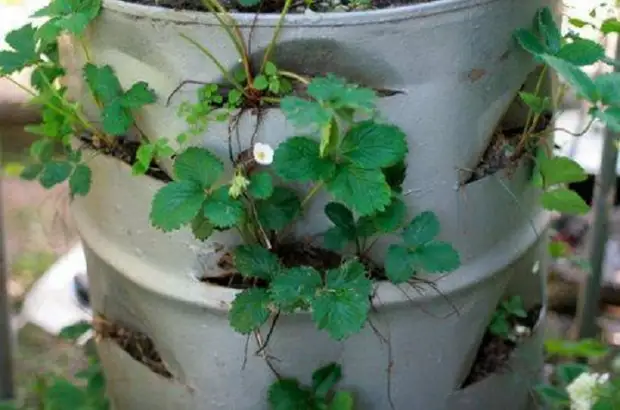 Una forma inusual de cultivar fresas.