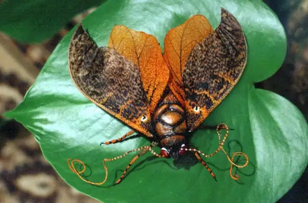 Murume-akagadzirwa butterflies kubva kune zvakasikwa zvinhu