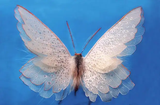 Man-made butterflies from natural materials