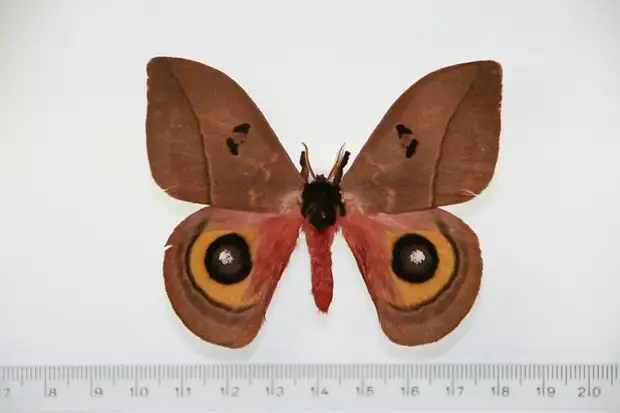 Man-made butterflies from natural materials