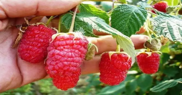 Ngbanwe n'ime saịtị ubi: Super-Mkpụrụ Raspberry na-ekpochapụ na sobolev!