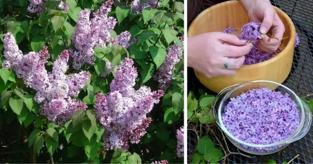 Skynd deg i den mest blomstrende toppen: Fyll beholderen med vegetabilsk olje og lilla blomster