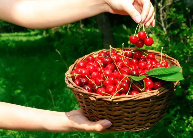 ឆ្អឹង cherry - ដៃមិនកើនឡើងដើម្បីបោះចោល