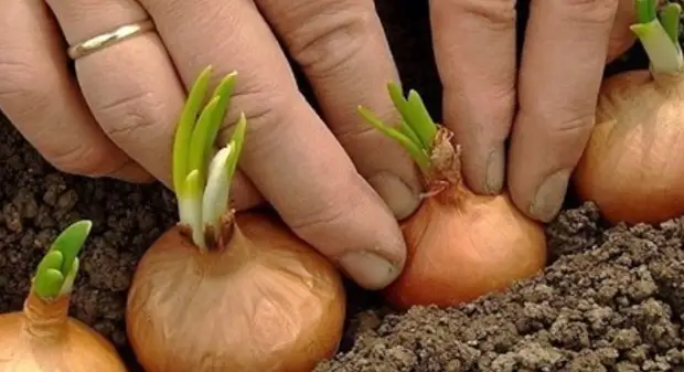 Koleksi lengkap trik negara untuk kebun dan kebun