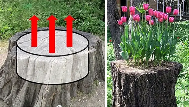 12 maneres de retornar els troncs. Vista en flor. Intenció enginyós: només!