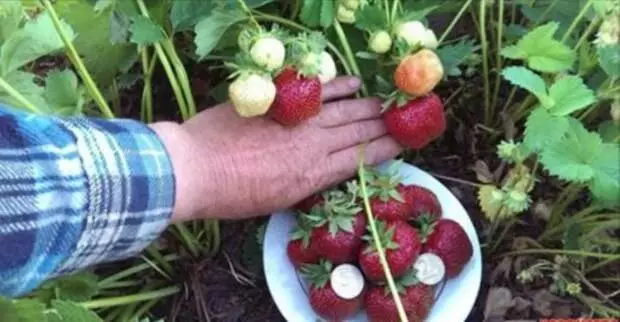 Balua as súas fresas mestura nuclear de pragas e enfermidades