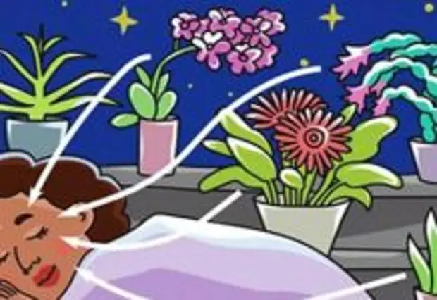 Bilder auf Anfrage Warum ist es wichtig, diese 9 Pflanzen im Schlafzimmer zu setzen?
